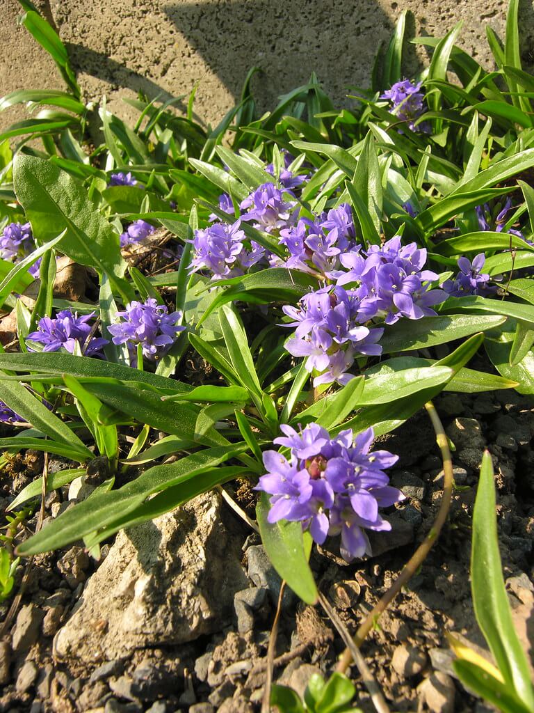 Лаготис побегоносный